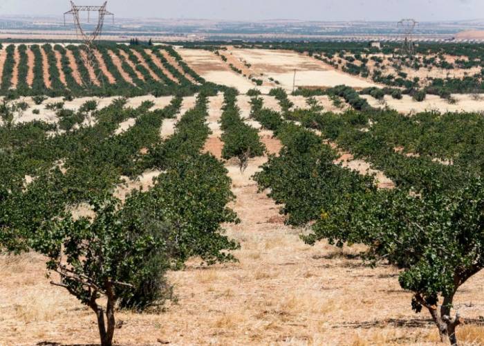 Syria regime stealing opponents’ land