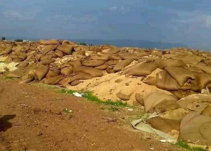 Hasakah: amid bread crisis, Syria regime tracks corrupt grain officials