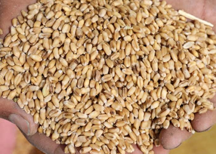 Cereal Company denies wheat theft in Latakia Port