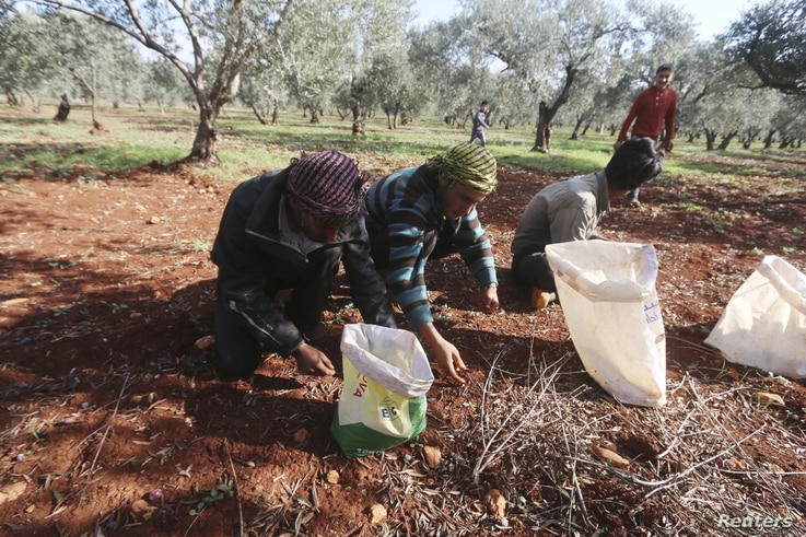 Syrian Kurdish farmers accuse Turkey-backed rebels of seizing, taxing olive crops
