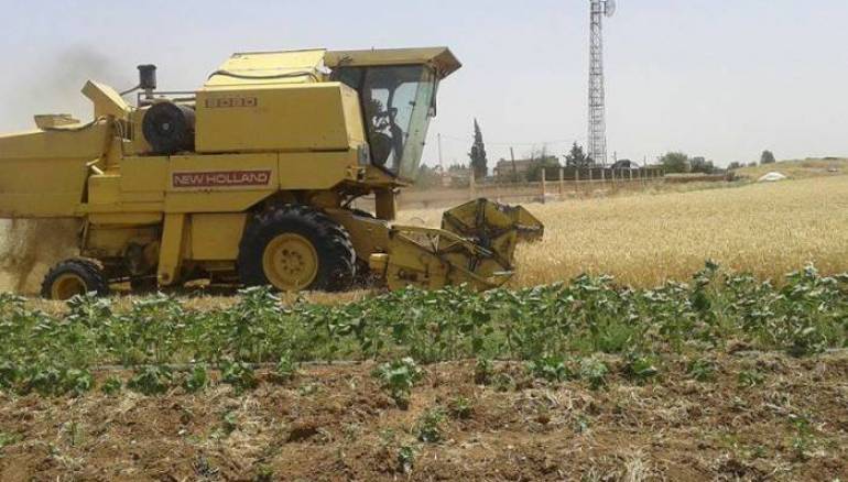  Syrian ups local wheats purchasing price for 2021 season