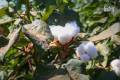 Syria expects cotton output to exceed 79,000 tons this season