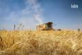 Syria launches wheat procurement season amid forecast of 2.5 million-ton harvest