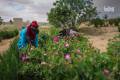 Al-Mrah: Cradle of the Damask Rose and a living testament to Syrian cultural heritage