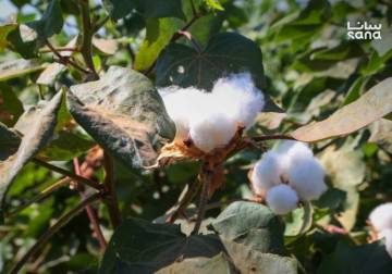 Syria expects cotton output to exceed 79,000 tons this season