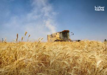 Syria launches wheat procurement season amid forecast of 2.5 million-ton harvest