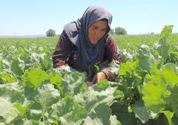 Barren fields, dry wells: Post-war drought ravages Syria’s farms