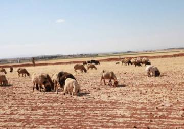 Fodder prices hike in northern Syria as Turkey halts export