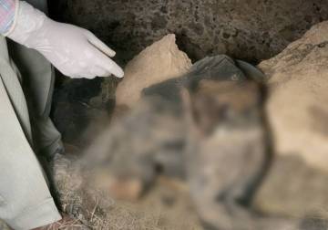 Security forces recover two mass graves in Homs