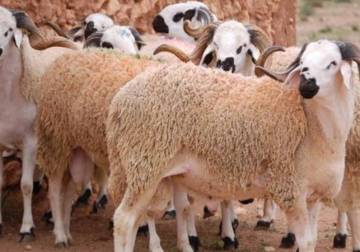 Eid al-Adha sacrifices in Syria: Abundant supply and low prices