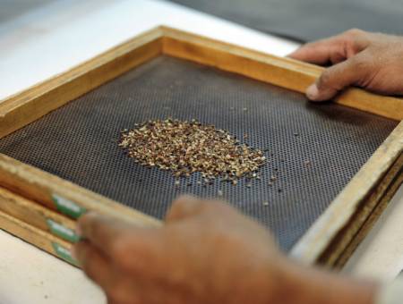 How scientists saved rare seeds from Syria's war — and are now helping to feed the world