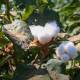 Syria expects cotton output to exceed 79,000 tons this season