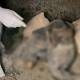 Security forces recover two mass graves in Homs